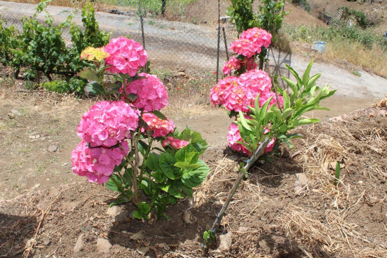 הוילה לאס פאלמס דה גראן קנאריה Finca El Cole מראה חיצוני תמונה